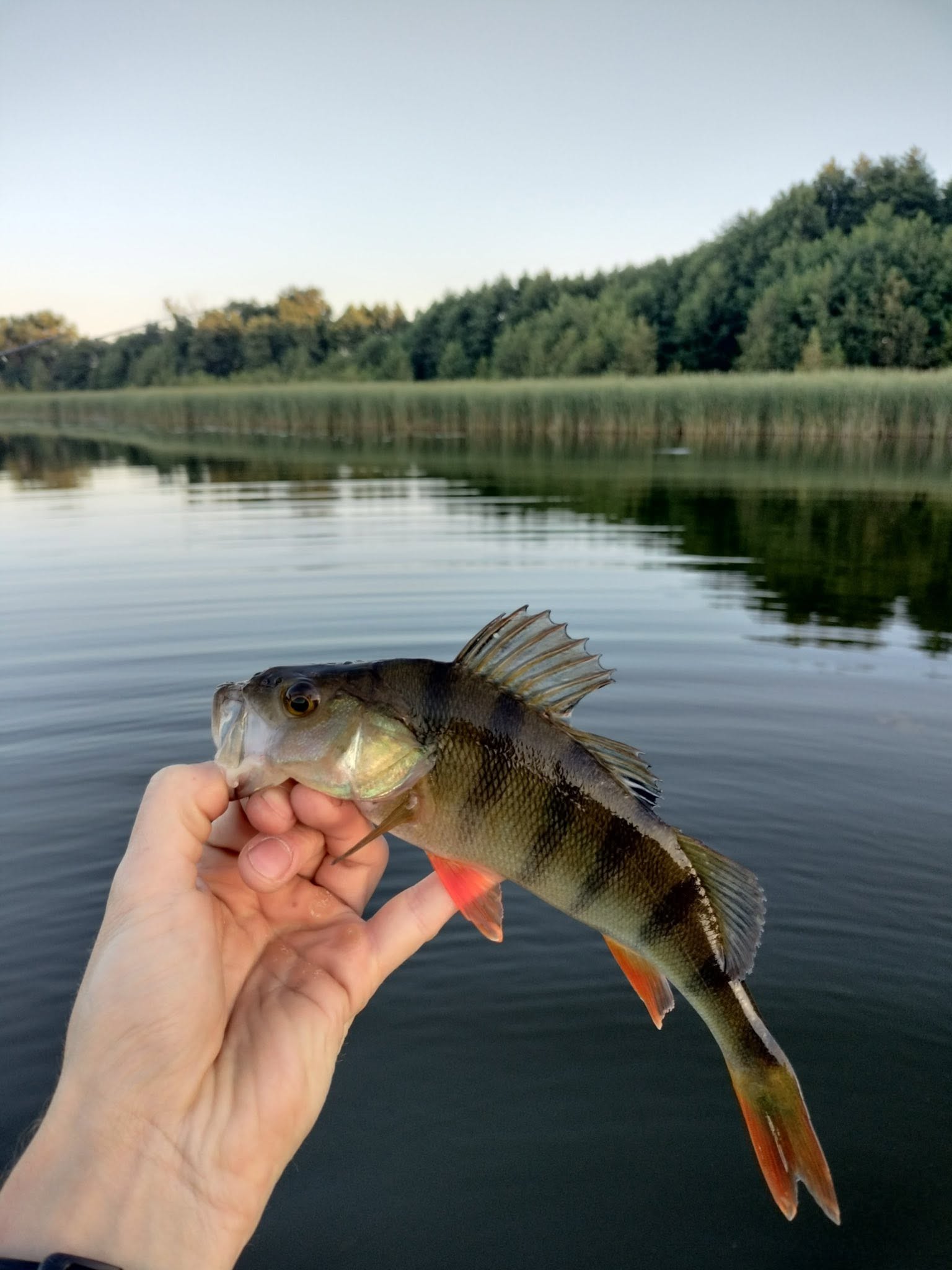 Ryba złowiona w Przystani Dwa Jeziora - zdjęcie 6